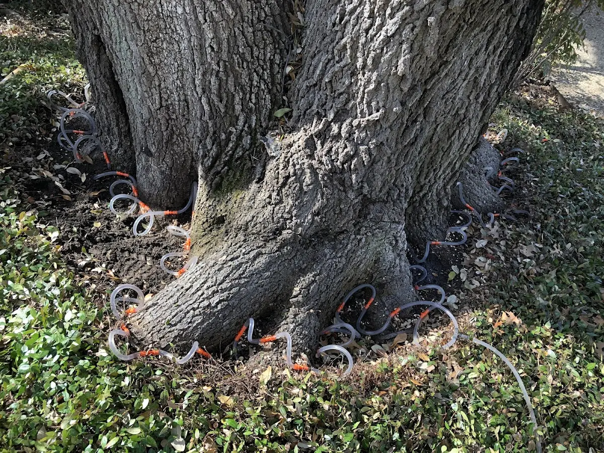 Detailed Tree Cabling and Bracing job site in Old Bridge