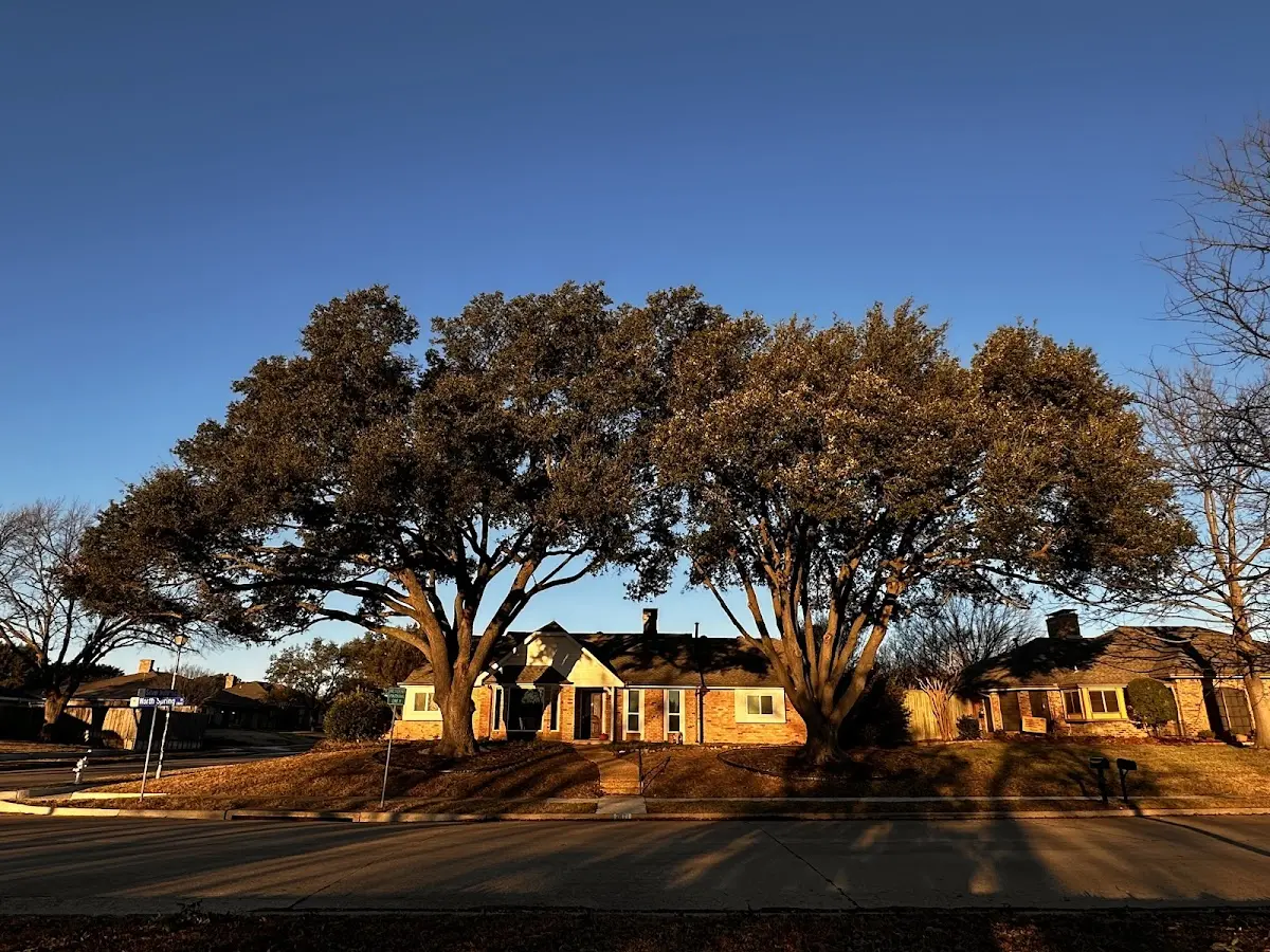 Established residential canopy tree shading a home in Old Bridge